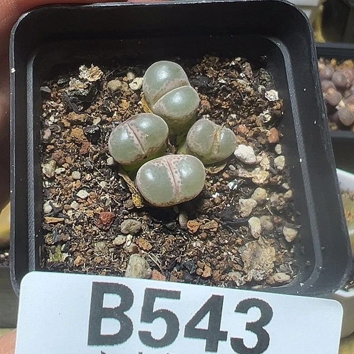 543号特价风铃多肉植物