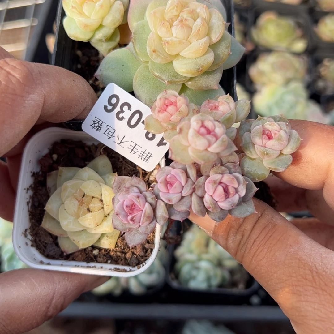 柿*~小卡拉米糖心一物一拍18-36