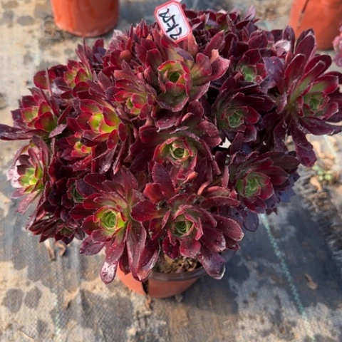 25-12安娜多肉植物