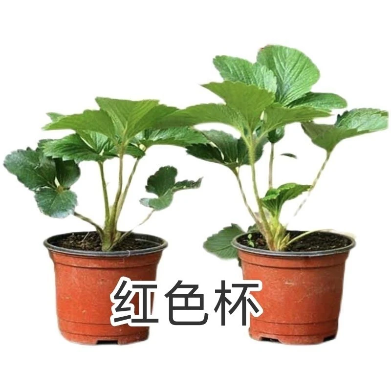 薛大一农场四季奶油红颜杯苗盲盒发货6杯