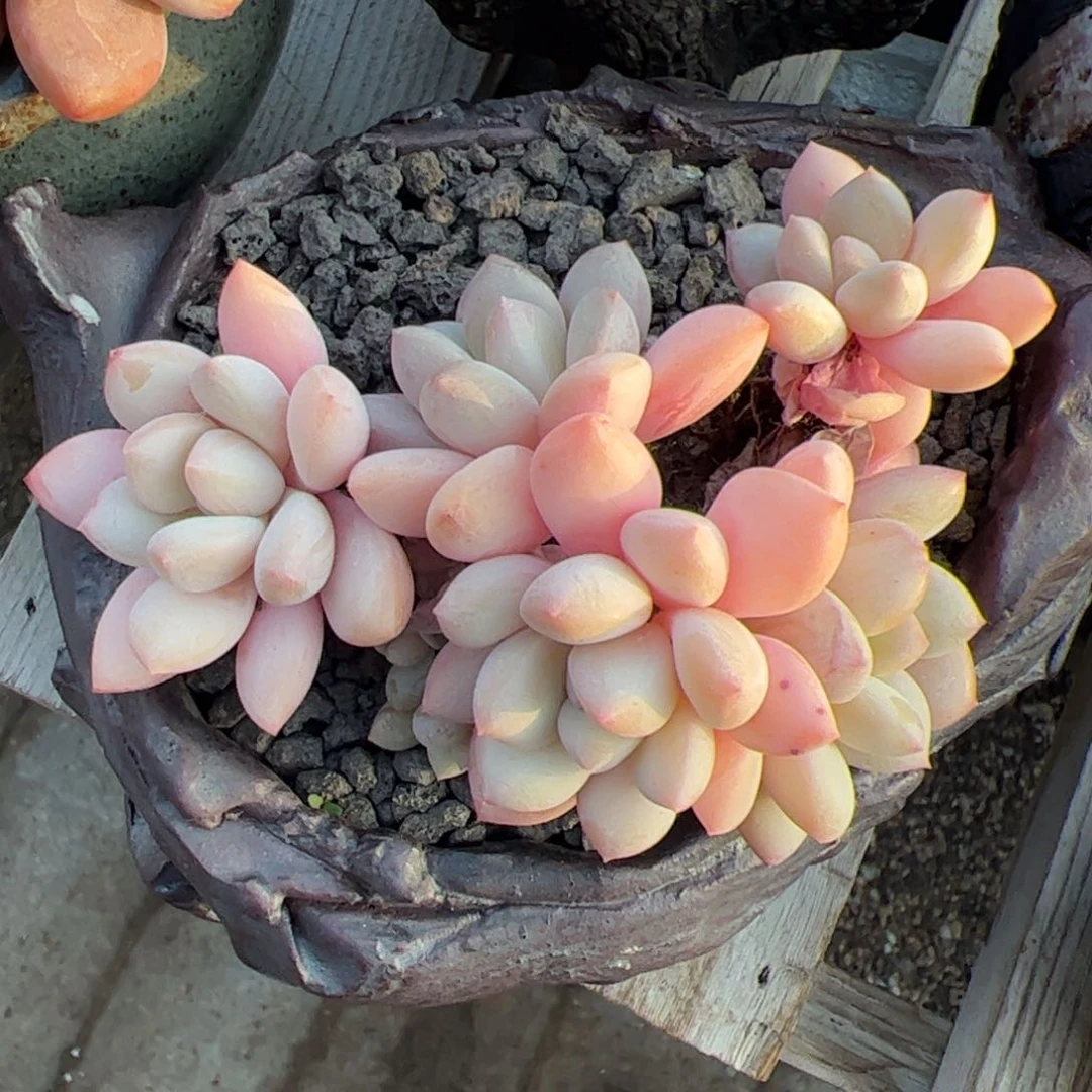 多肉植物多肉植物 拉丝雨