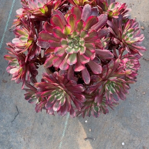 胖**食多肉植物红金刚锦。