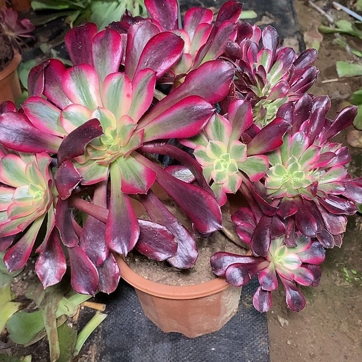 多肉植物保护研究所