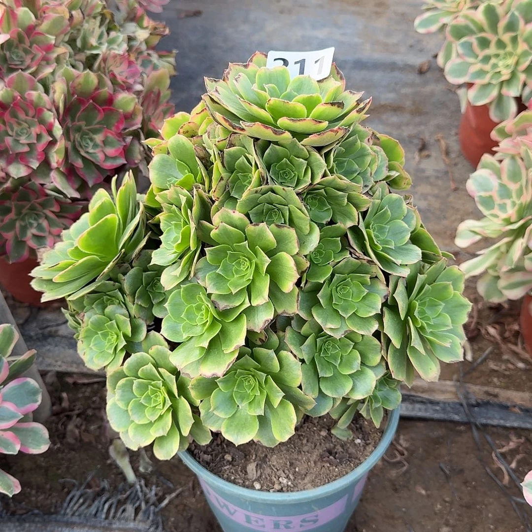 多肉植物金秋211号