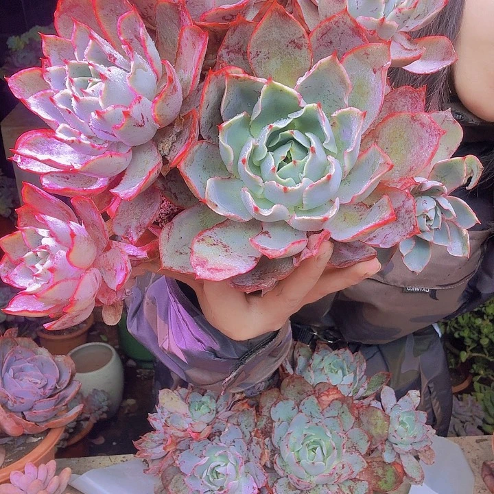 永***姐大赫拉多肉老桩植物