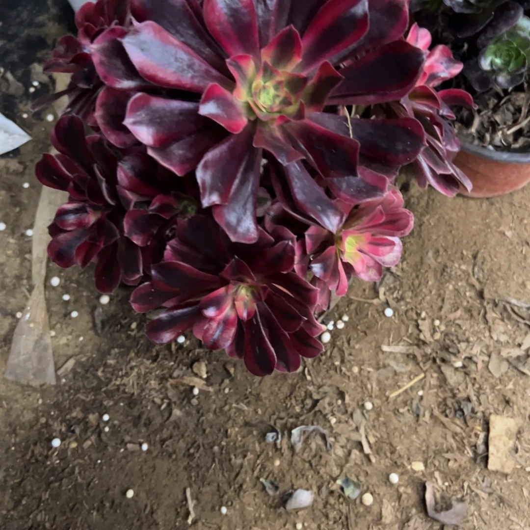 631美杜莎多肉植物法师