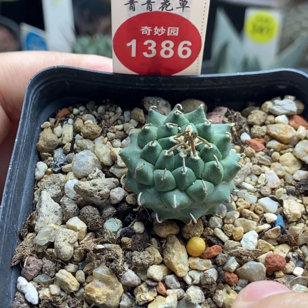 实生安德森娇丽2.6cm