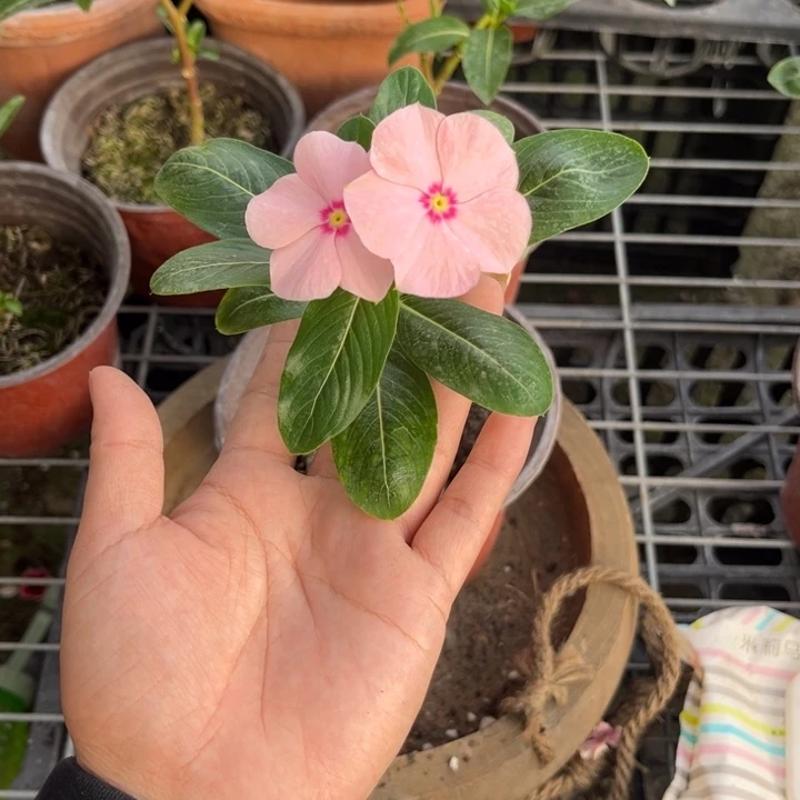 无花朵9号一物一拍嫁接长春花