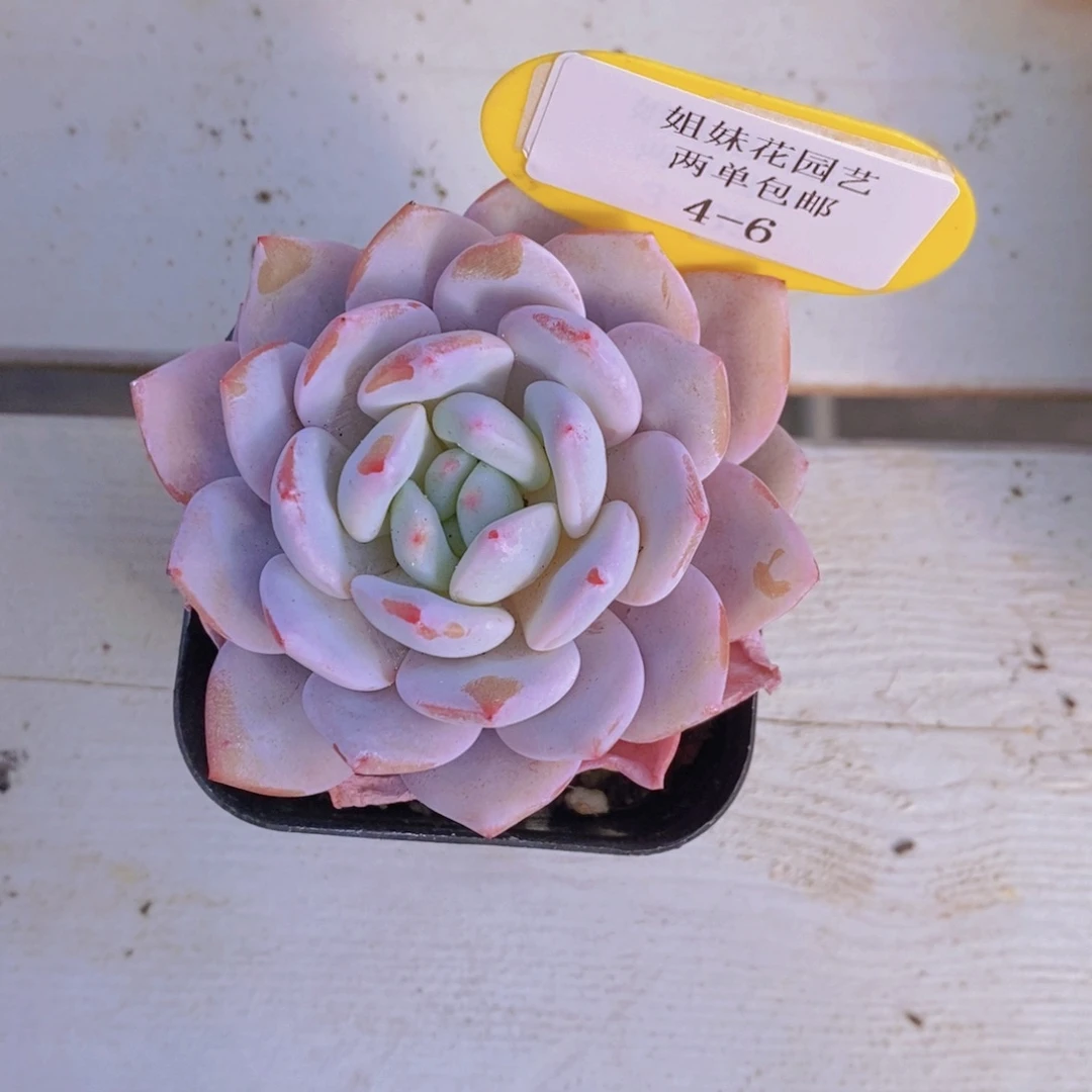 4-6-M精品雪茶单头一个