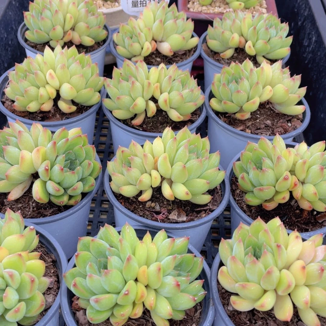 量拍21号 彩体幻影美人大双头一个