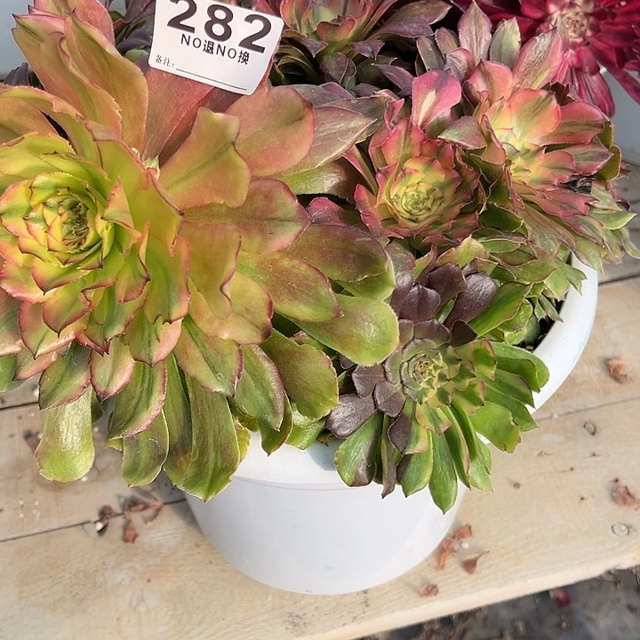 二**姨282多肉皇冠一个