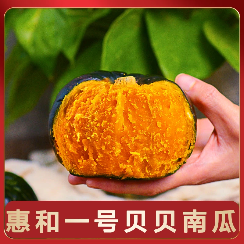 正宗惠和一号贝贝南瓜4.5斤新鲜现摘板栗味粉糯香甜可作婴儿辅食