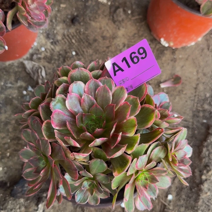 法师不包损不包侧枝万七彩169