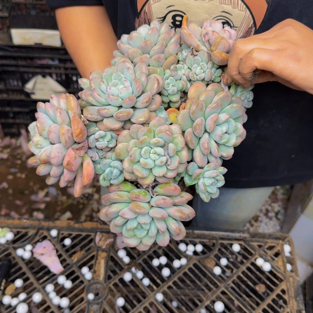 加***2白鹭 一颗 不包损7784