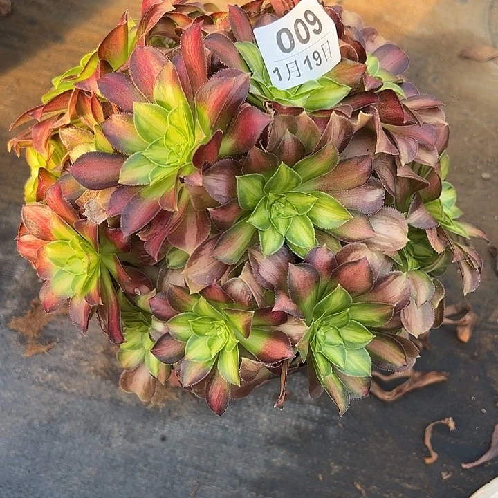 1.19-9韶华多肉植物