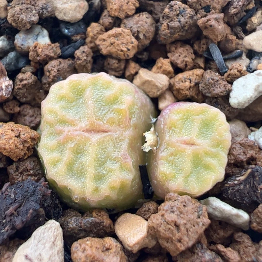 456多肉植物百科