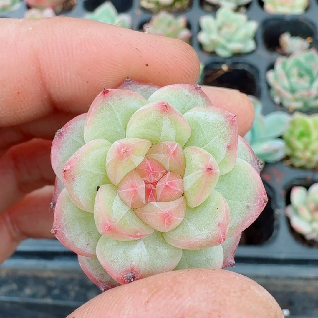 多肉杂交一物一拍29-67