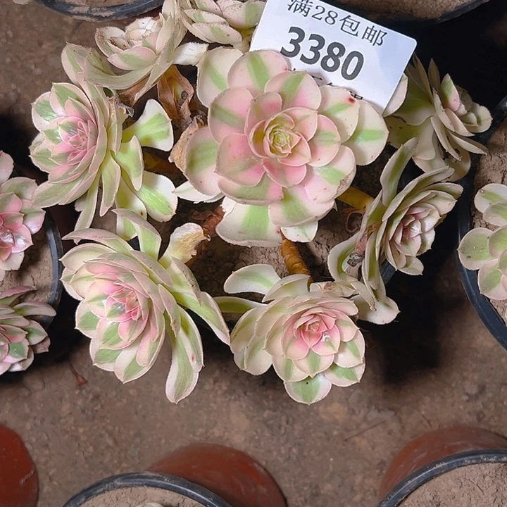 3380倾城多肉植物保护