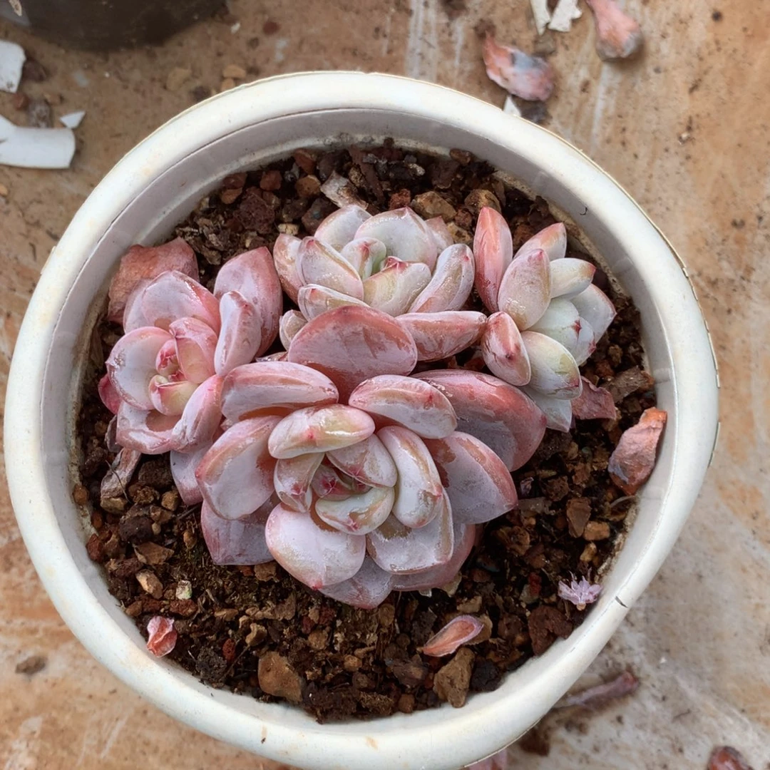 无花朵哈哈哈哈哈哈哈哈1