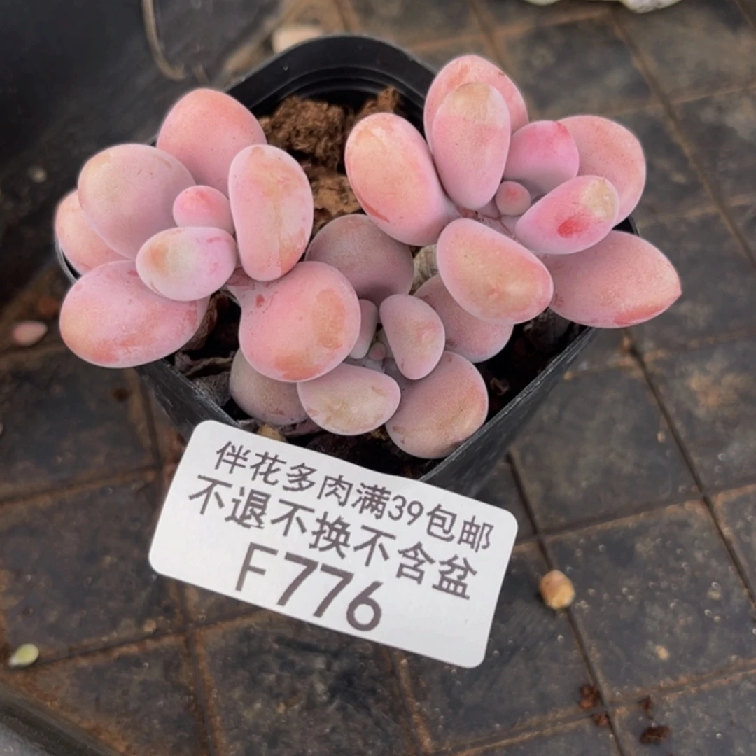 776-腰子桃蛋多肉4cm