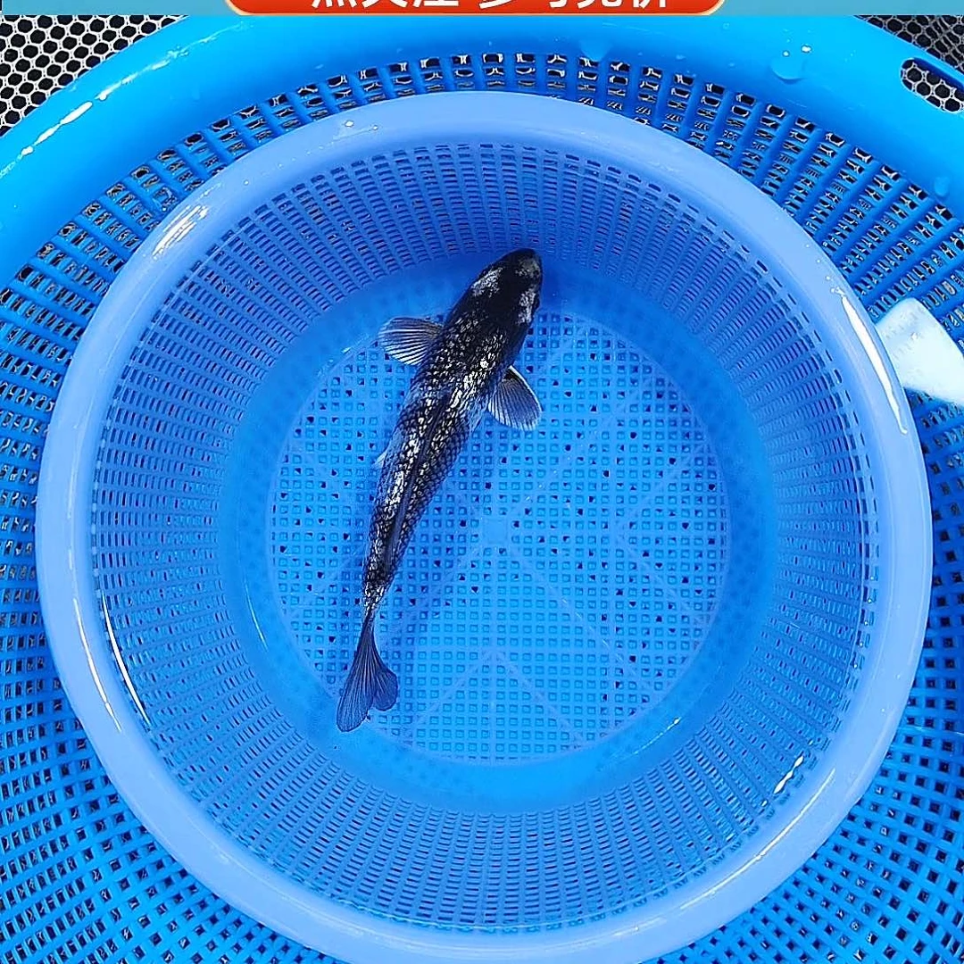 锦鲤闪鳞银白写 重墨且分段