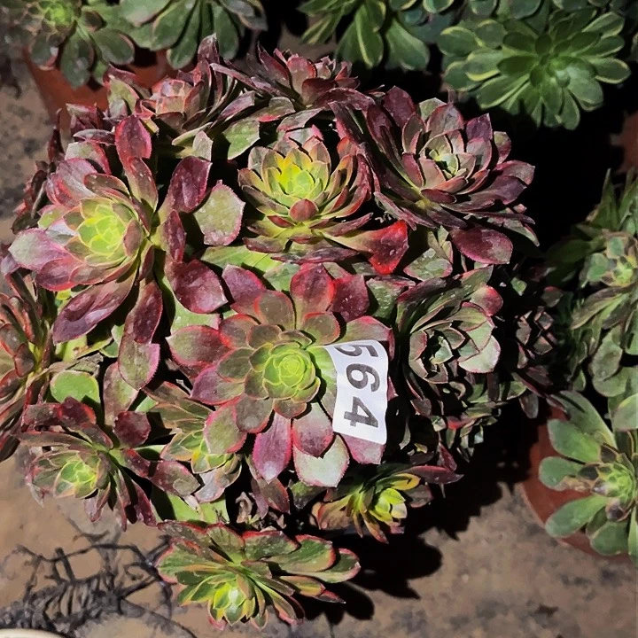 564黄金万两多肉植物处理不售后