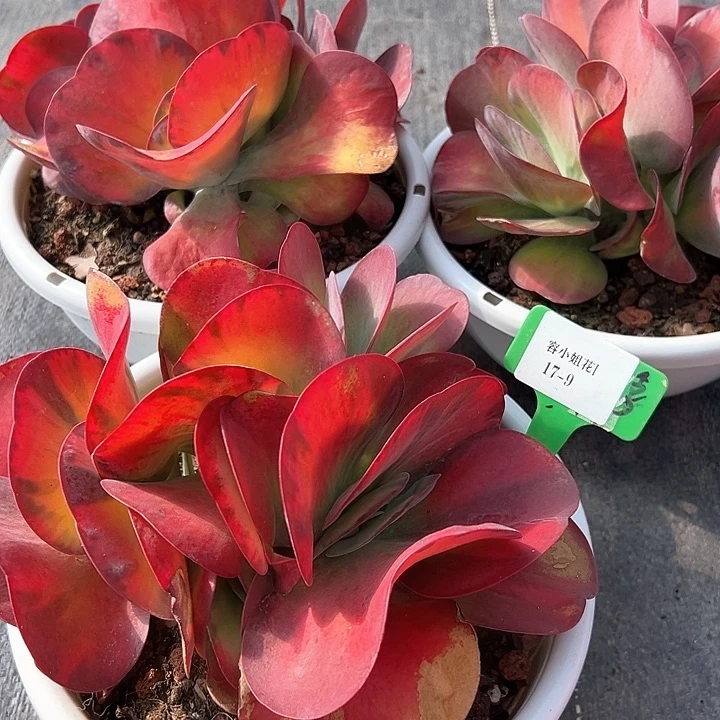 17.9唐应景有瑕一个不售后