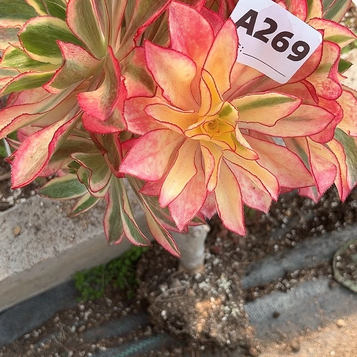 A***?魅影269法师多肉植物
