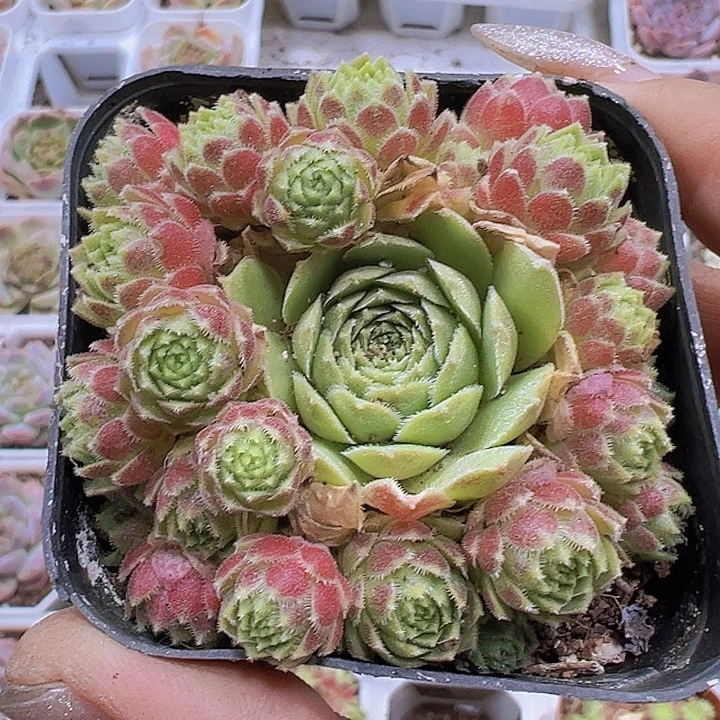 爱德华19包邮多肉植物