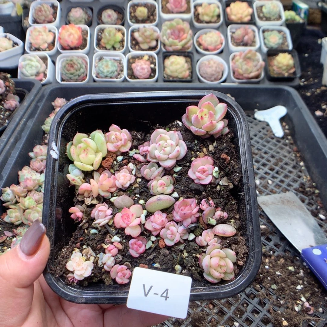 无花朵V4英语英语