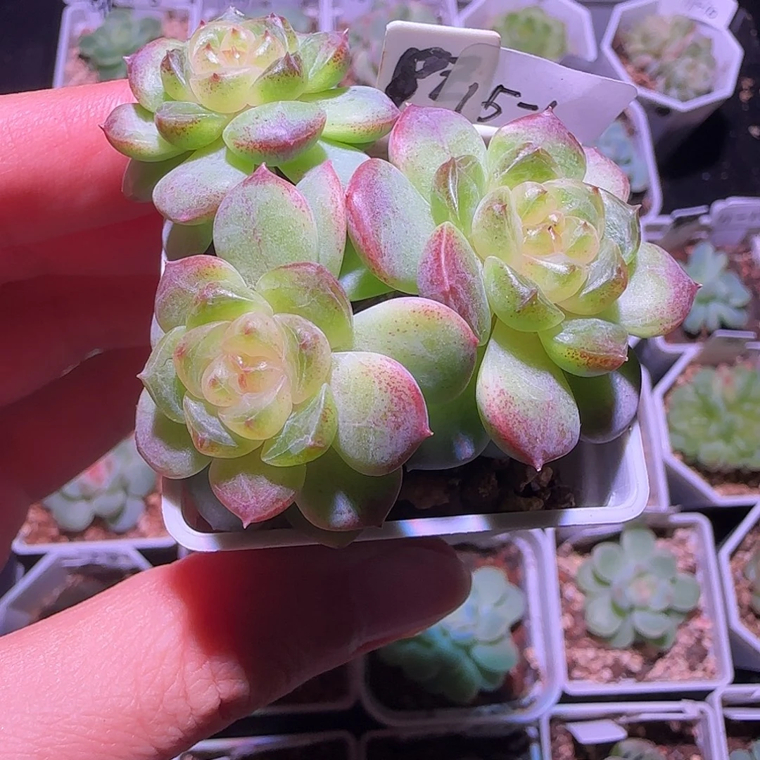 甜心飘枝三头群生不包整15-1