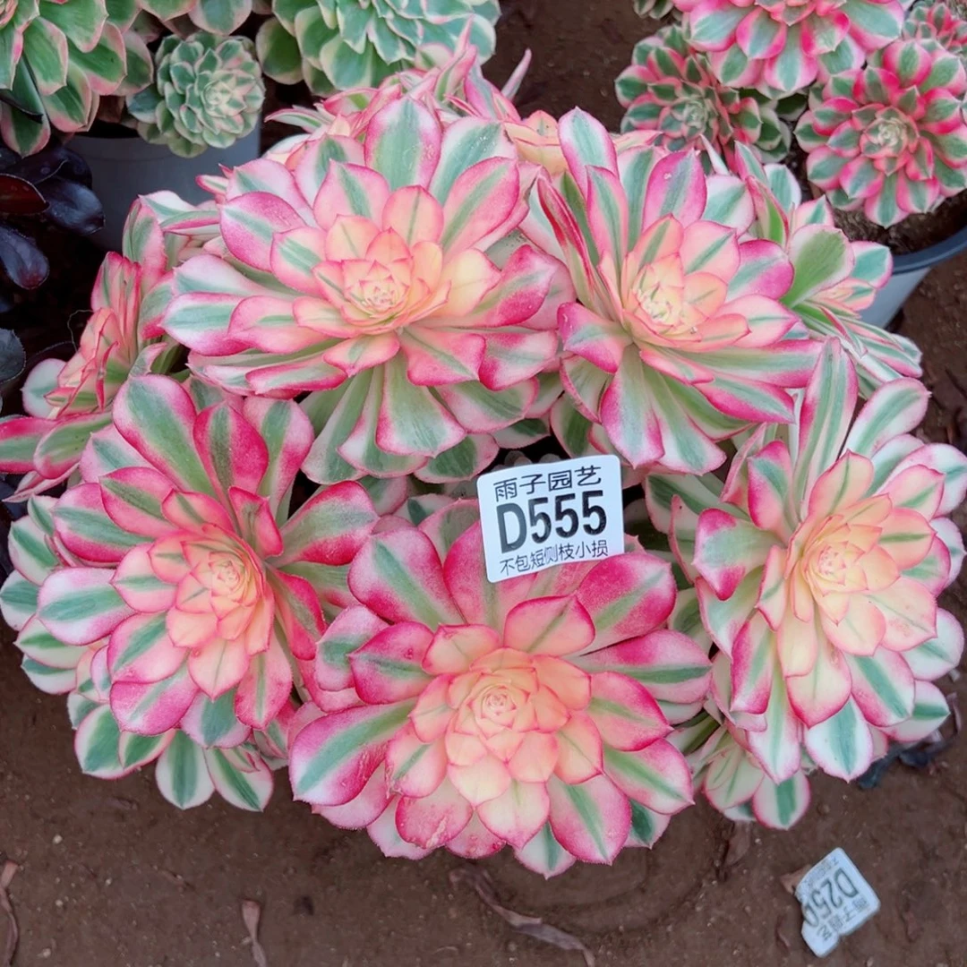 555倾城雨子多肉植物