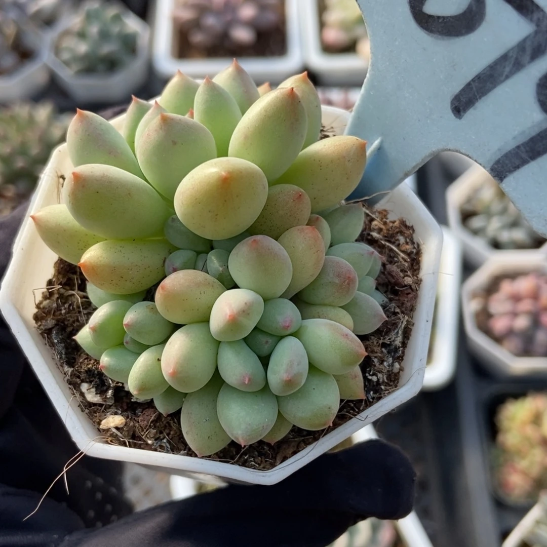 6079萤火虫多肉植物