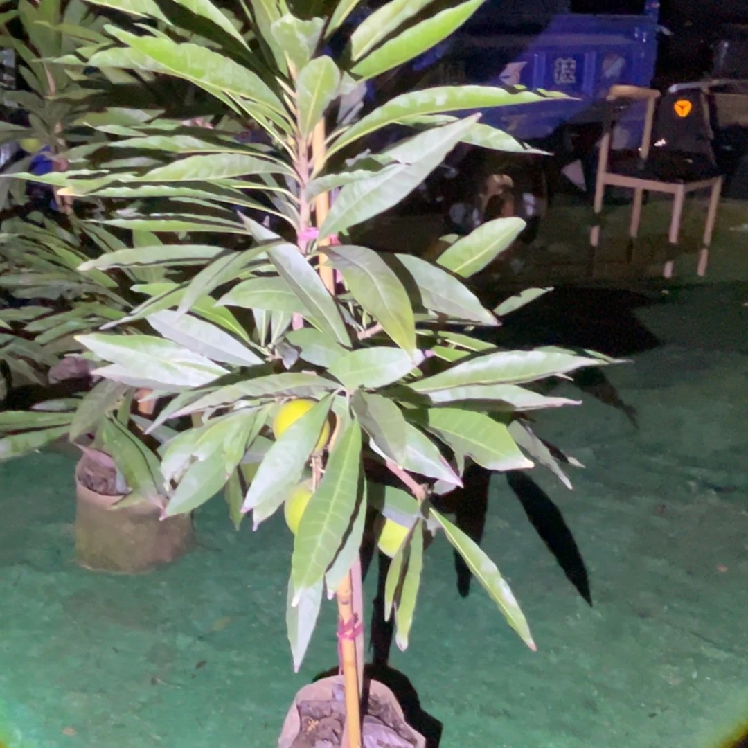 牛***哥无花朵23233323332333