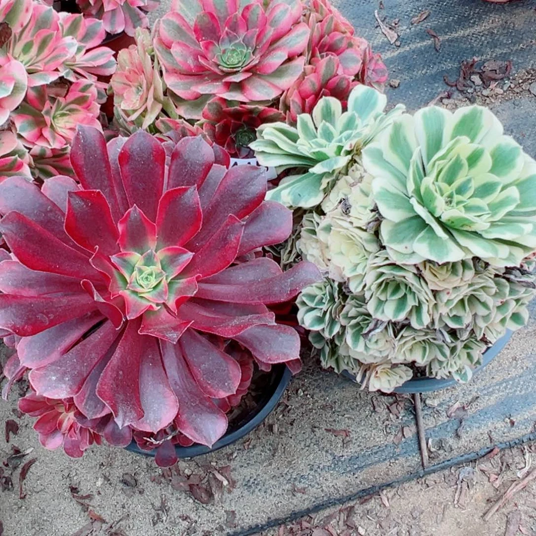 ゜***゛445三颗组合多肉植物法师