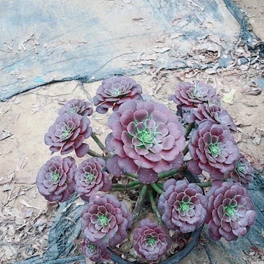 萝莉法师多肉植物40