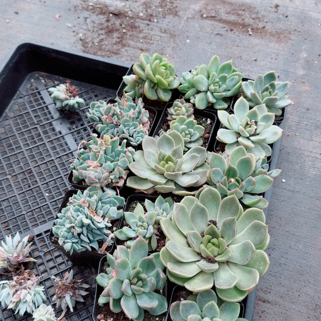 18-2多肉杂交二十颗量拍珍妮混