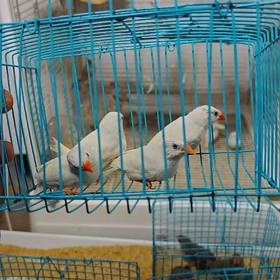 珍珠鸟特价断尾白珍珠两对