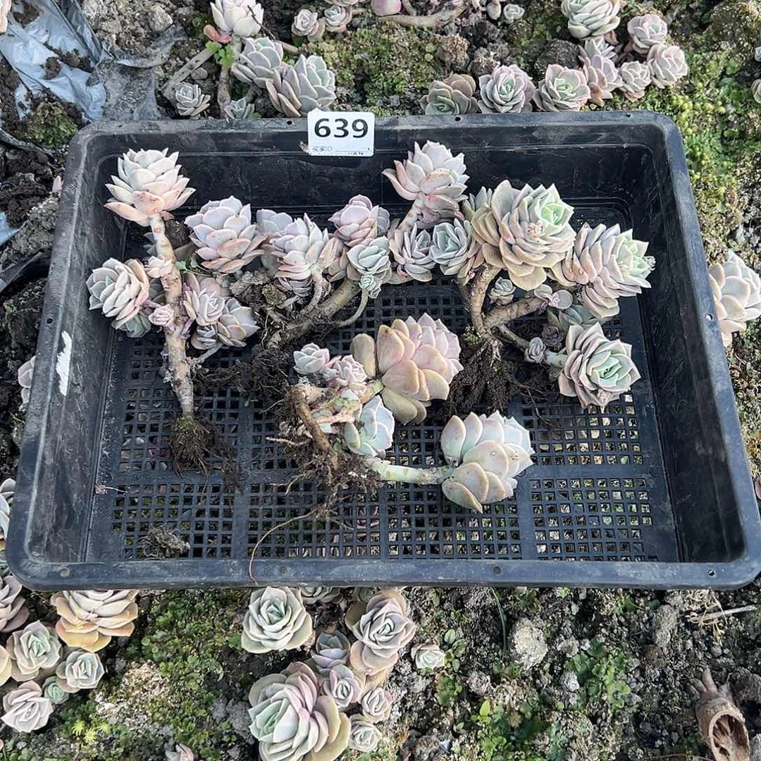 夏*639号4颗筐拍不售后