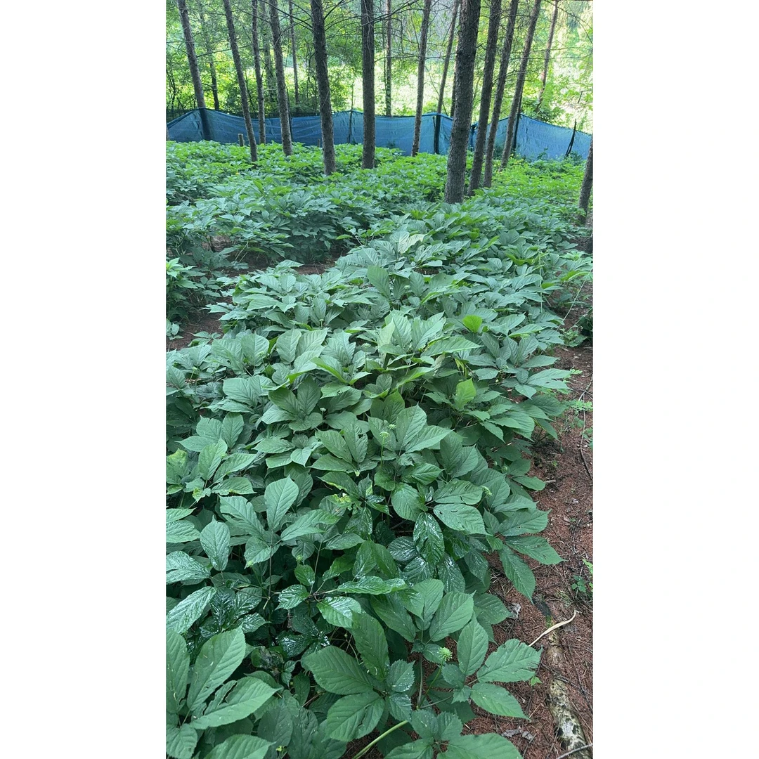 新鲜人参直播一物一拍