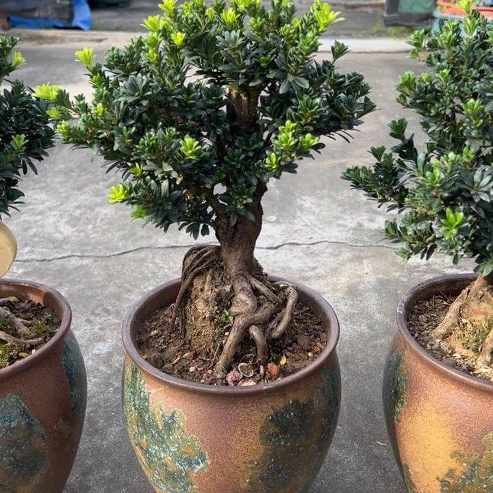 无花朵高端精品罗汉松盆景