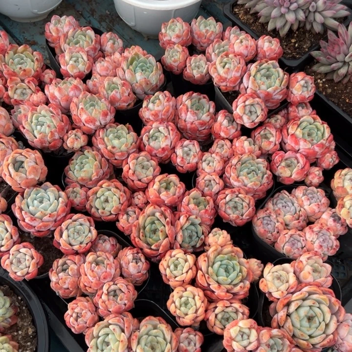 冰糖水晶群随机发货