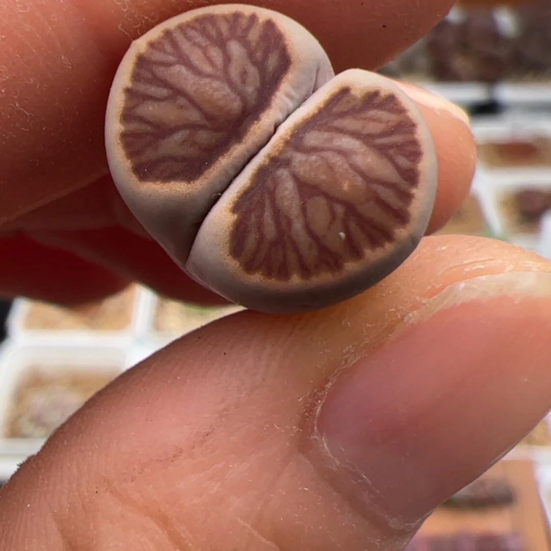 0387号 菊 多肉植物