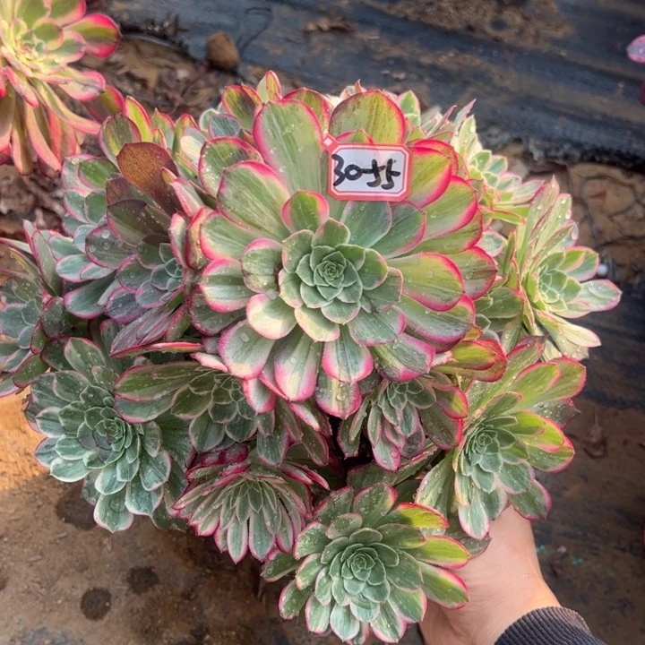 莲花座多肉植物30-55