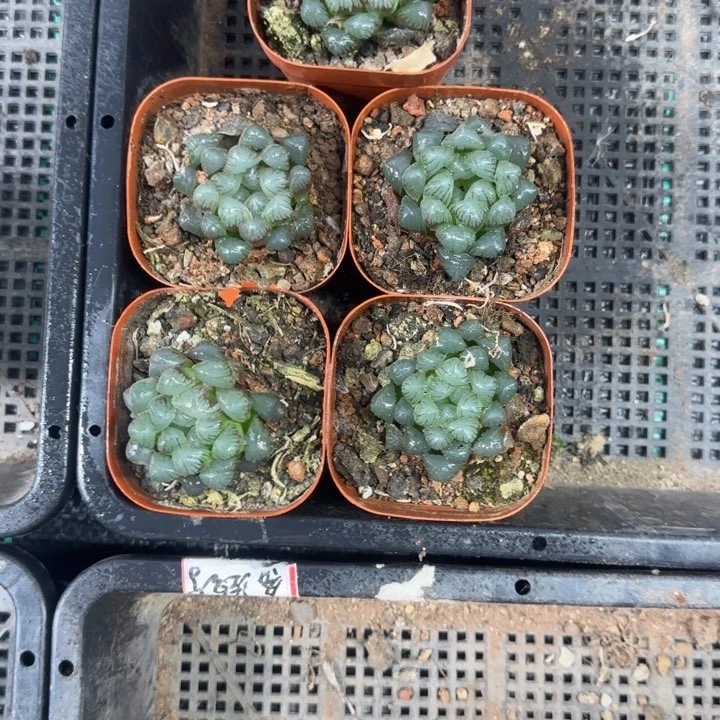 紫冰灯哈哈哈哈哈哈