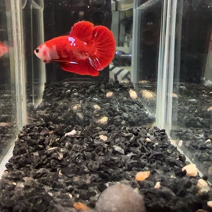 斗鱼跑单拉黑3日41