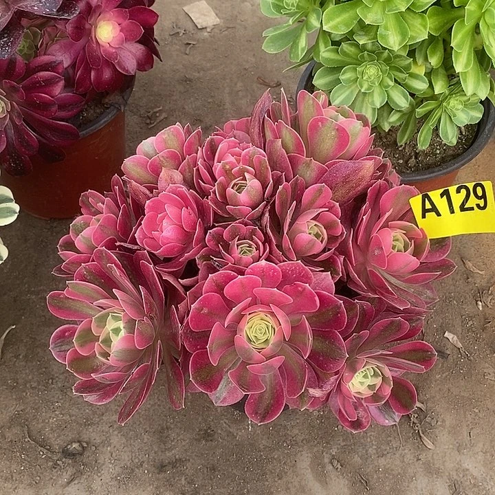 粉女巫从林多肉法师129