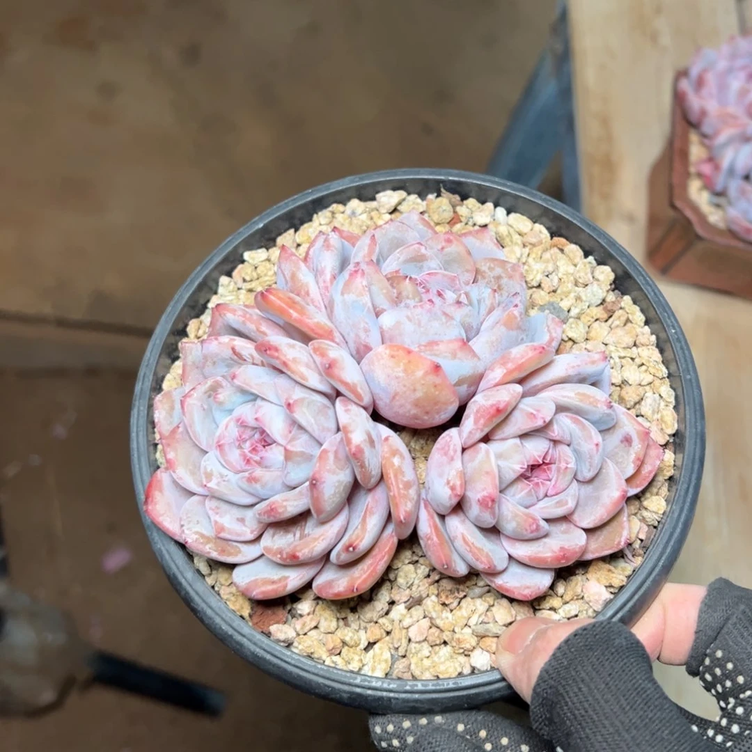 特价秒哈哈哈哈哈哈