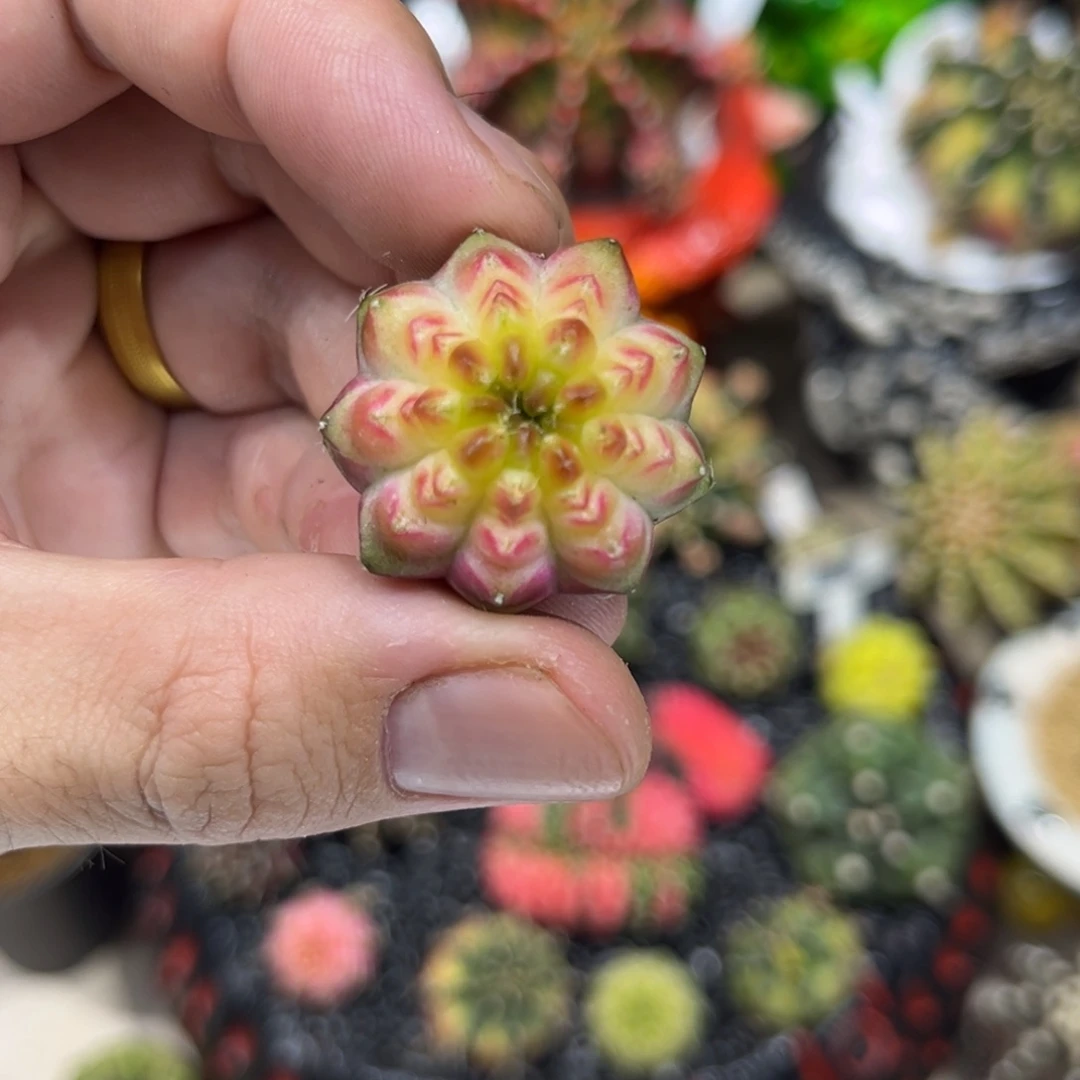 实生根小轮回————-