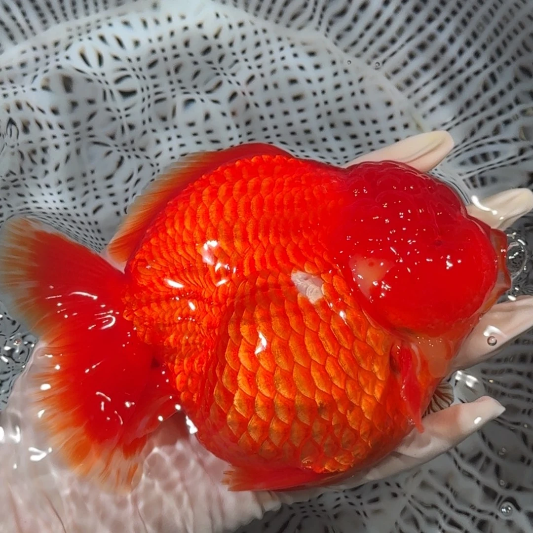 金鱼精品高货短尾将军狮